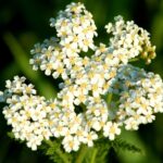 Флорална вода от БЯЛ РАВНЕЦ – 200 ml